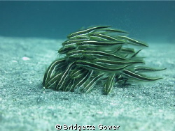 Juvenile Catfish feeding by Bridgette Gower 
